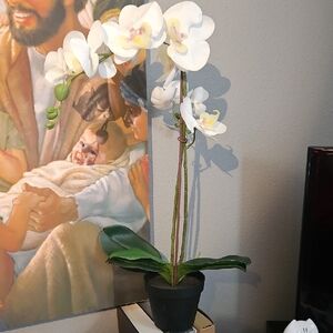 LARGE White Orchid in Black Pot